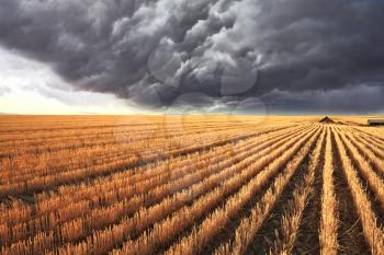 A huge storm cloud is almost completely covered the sky. The harvest in the fields of Montana