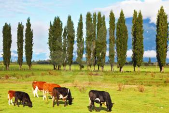 Rural idyll in Chilean Patagonia. Orange and black cows graze on green pasture.