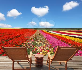 Flowers for export. Field of multi-colored decorative buttercups Ranunculus Bloomingdale. Comfortable lounge chairs on wooden platform for rest and observation