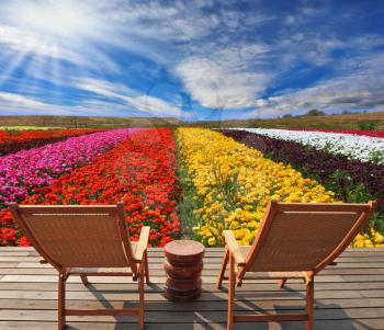 Very beautiful bright multi-colored flower fields. Commercial cultivation of flowers for sale abroad. On the edge of a field convenient wooden chaise lounges for tourists are established