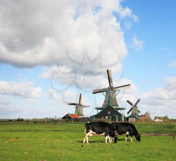 Green grass field with windmills, which graze groomed corpulent cow