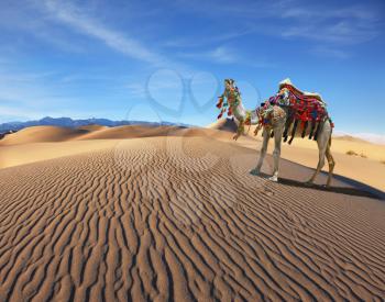 Camel Song. Dromedary yells at the sand dunes. Dromedary decorated with picturesque harness and bright red 