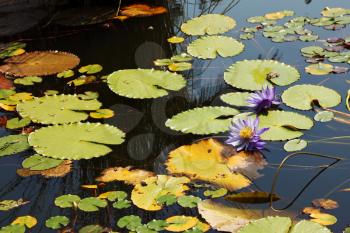 Large pond overgrown with flowering water lilies