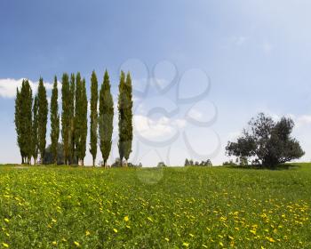 Wonderful meadow with green grass and yellow buttercups. Alley slender cypress trees beautifully into the landscape
