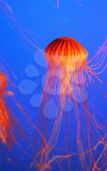Yellow-orange jellyfish with thin feelers. Aquarium with bright blue water
