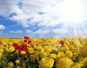 The spring sun shines brightly gorgeous flowers. Picturesque field of beautiful yellow buttercups ranunculus. 