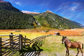  Beautiful farm horse grazing in fenced green meadow. Sunny day in the Austrian Alps