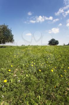 Green spring blossoming field with camomiles
