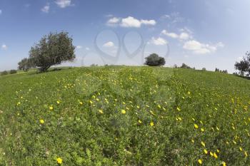  Midday on blossoming hills of hot coast of Mediterranean sea - a grass, flowers and trees