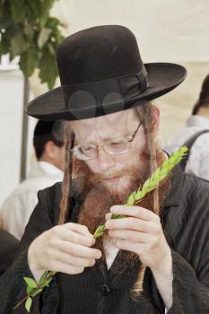 BNEI- BRAK, ISRAEL - SEPTEMBER 17, 2013: Traditional market before the holiday of Sukkot. Religious Jew in black hat  of carefully selected ritual  plants