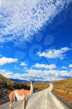 Magic country Patagonia. Hills National Park Torres del Paine. Sleek local guanaco crosses gravel road