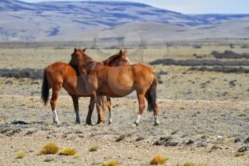 Three magnificent bay mustang. Argentina. Patagonian prairie on a summer day