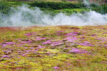 Summer Iceland. Earth smokes underground heat. Blooming on the lawn moss