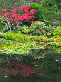  The charming small tree, blossoming pink colors, and its reflection in a pond 