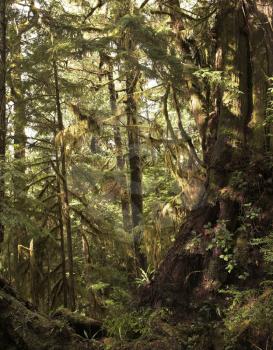 Well-known northern Rainforest on island Vancouver