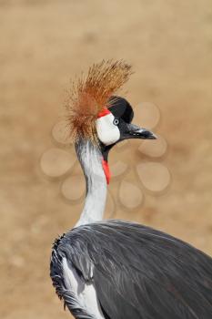  Elegant and graceful bird with magnificent plumage crest on the head. Park safari in Tel Aviv.