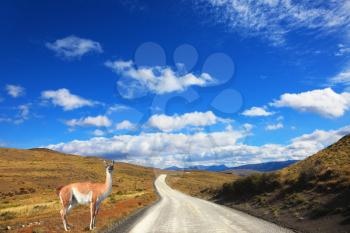 Magic country Patagonia. Gravel road between the mountains and trusting guanaco -  small camel. National Park Torres del Paine in Chile