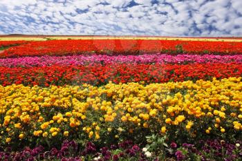 Field of multi-colored decorative buttercups Ranunculus Bloomingdale. Flowers planted with broad bands of bright colors - red, yellow, pink and purple 