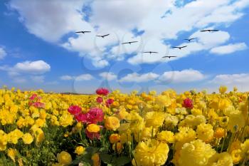 Spring in Israel. Picturesque large field of beautiful yellow buttercups ranunculus.