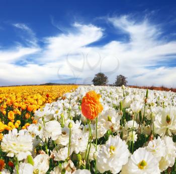 Huge kibbutz field of multi-colored buttercups (Ranunculus asiaticus).  The wonderful spring weather, light  clouds flying across a blue sky. The picture was taken Fisheye lens