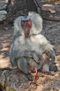 Huge modern safari zoo in Tel Aviv. With thoughtful baboons occurred  a little trouble 