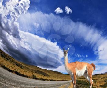 National Park Torres del Paine in Chile. At the roadside gravel road worth trusting llama -  small camel