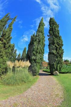 Two slender cypress separated paved path. Bright summer day comes to an end