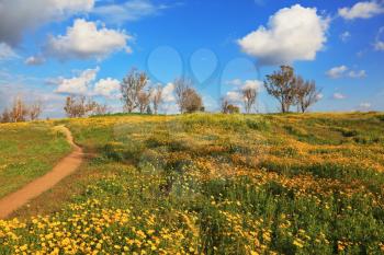 Desert in flowering. A dirt road in fields among camomiles. Picturesque cumulus clouds
