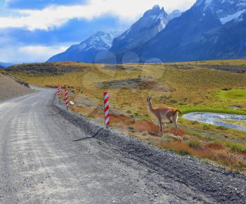 National Park Torres del Paine in Chile. Gravel road between the mountains and trusting guanaco -  small camel