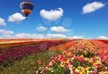The huge balloon flying over colorful floral field. Flowers and seeds are grown for export in Israel kibbutz fields
