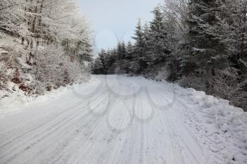 Winter road to wood. The trees covered with snow and ski traces on snow