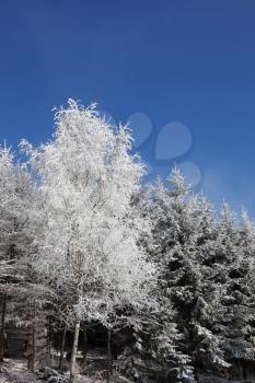 Winter morning in the forest. Snow-covered tree against the blue sky