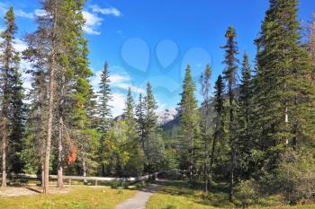 The picturesque glade in a coniferous forest. Sunset in Jasper National Park, Canadian Rockies