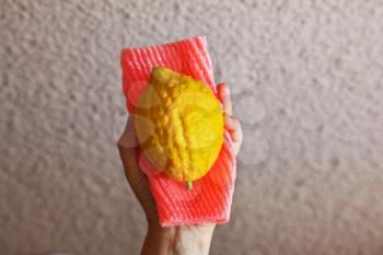  Ritual fruit - Etrog in female hand on soft red case. Jewish holiday of Sukkot