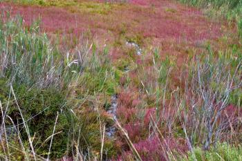
Small brook and bright colorful herbs in Kamarg preserve on Mediterranean Sea coast


