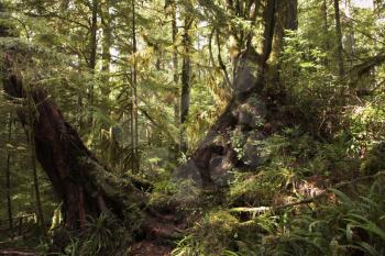 Well-known northern Rainforest on island Vancouver