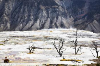 Smoking waters and fossilized black trunks of trees in Yellowstone national Park