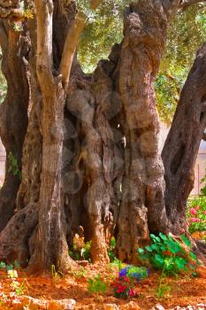  The ancient tree split by a lightning,  in Gethsemane Garden  in Jerusalem