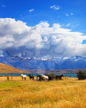 Beautiful thoroughbred horse grazing in a meadow near the lake. On the horizon, towering cliffs Torres del Paine