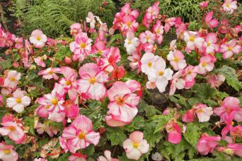  A bright and elegant bed with pink floretsa begonia