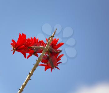 Red flower on a background of the bright dark blue sky and a white cloud
