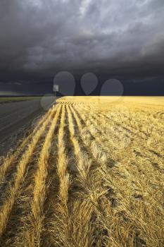 Wheaten fields of Montana after harvesting before a thunder-storm
