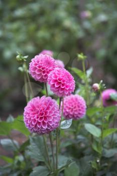 Charming inflorescence from four pink chrysanthemum in autumn garden