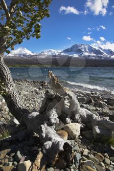 Tree, snags and stones on coast of cold lake in National park  Glacier