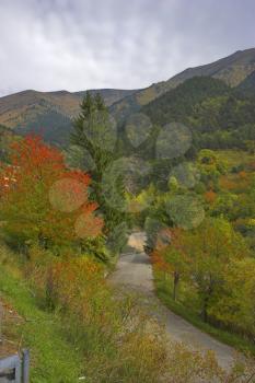 Brightly painted woods in the French Alpes and road among them
