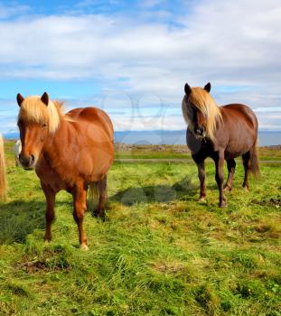 Summer in Iceland. Two Icelandic bay horses with yellow  manes on a free pasture