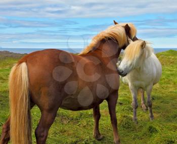 Tender meeting. Two Icelandic horses with white manes on free ranging