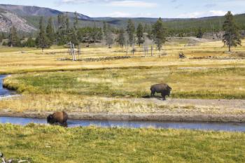 Two huge bisons are grazed about a watering place in Yellowstone national park 