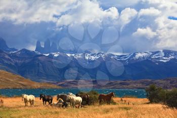 South American Andes. Park Torres del Paine in Chile. The fantastic lake in mountains. Ashore are grazed herd of horses of different colors