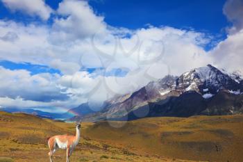 Beautiful day in early autumn in Patagonia. National Park Torres del Paine. On the yellowed grass stands guanaco - Lama
